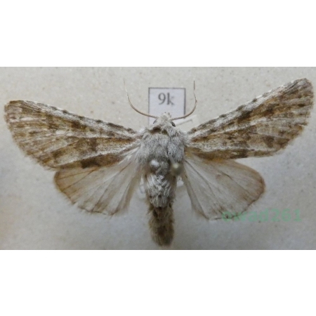 Apamea platinea (Treitschke, 1825) Sówka platynówka Croatia9k